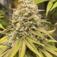 NorthStarDank
