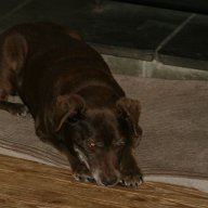 BigOleDog58