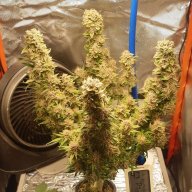 TightNugsgardenofgreen