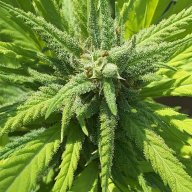 heavenstarcbd