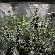 313Farmer