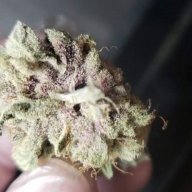 Cbgrowsmj