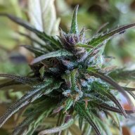 Highcountryfarms