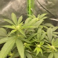 Toke420_775