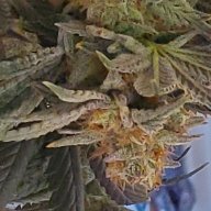 Easygrow_580_