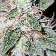 SweetleafLoudoun