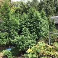 slysfarm