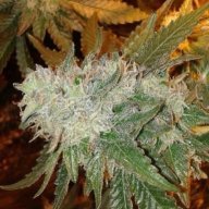 jcookiez480