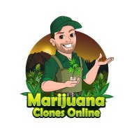 MarijuanaClonesOnline