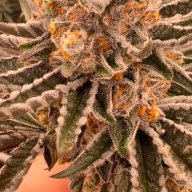 DarkStar69
