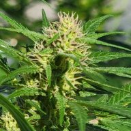 The_Herbalist