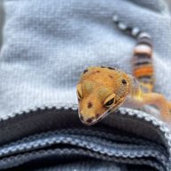 geckoman