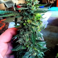 PsTrees