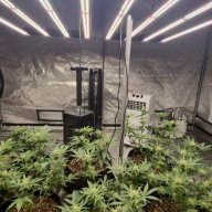 BudBros
