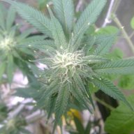 MikeyGreen710