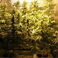 cannbis420