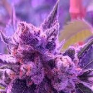 indiofarmgrow