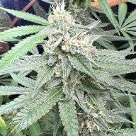 Docgrows