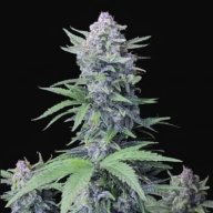 Deesbud_genetics