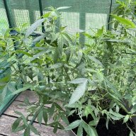 StepGrow