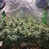 luckytrees