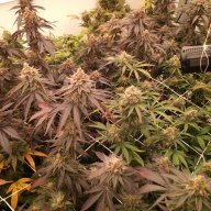 Fishwater23