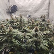 BackwoodsCultivation