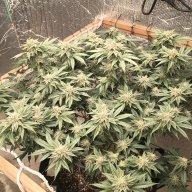 Jeffrey420
