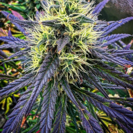 Greenthumb88