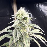 Bradyrollie4
