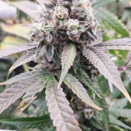 weed4we