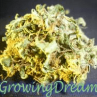 GrowingDreamsBR