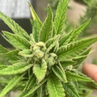 OhighO