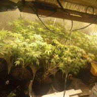 CAJUNCANNA87
