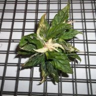 Starlight_Peony