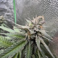 Trichome.Jedi