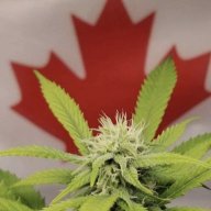 Samsons_Cannabis