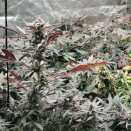 Ozarkgrow