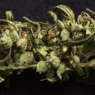 JonnieGanja