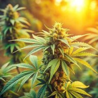 thegrowbro420