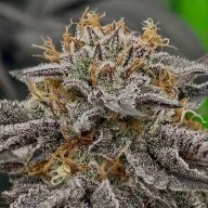 That_grower21