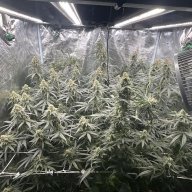 Trich99