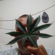 Queefmaster215