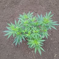 Hossgrows