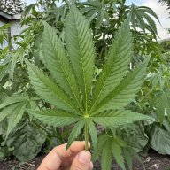 Cannabaebae