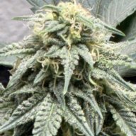 420_PlantDaddy