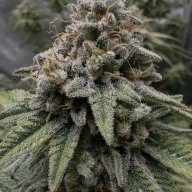 Papa.grows.dank