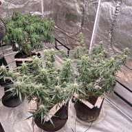 Growmaster88
