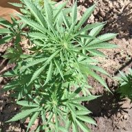 Pakaloloherbalist