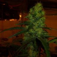 wacko420